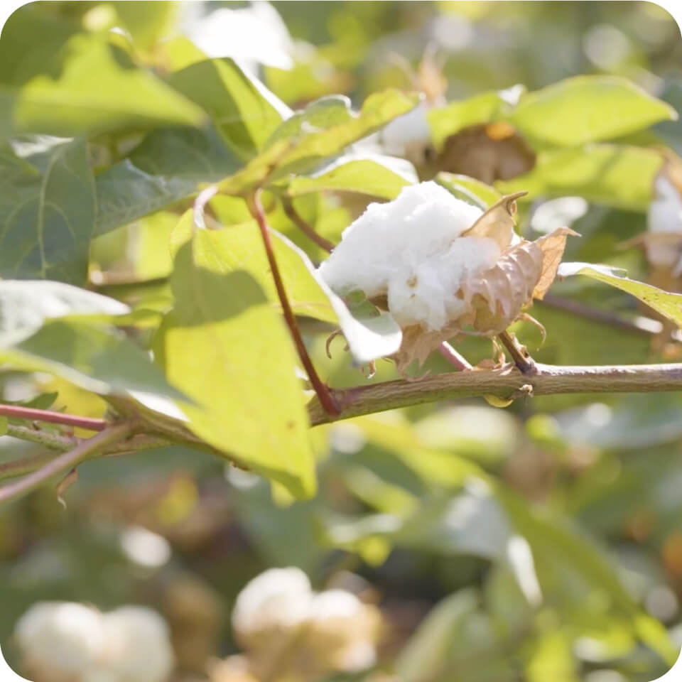 Organic cotton grown in-house